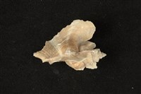 藏品(三角芭蕉螺)的圖片